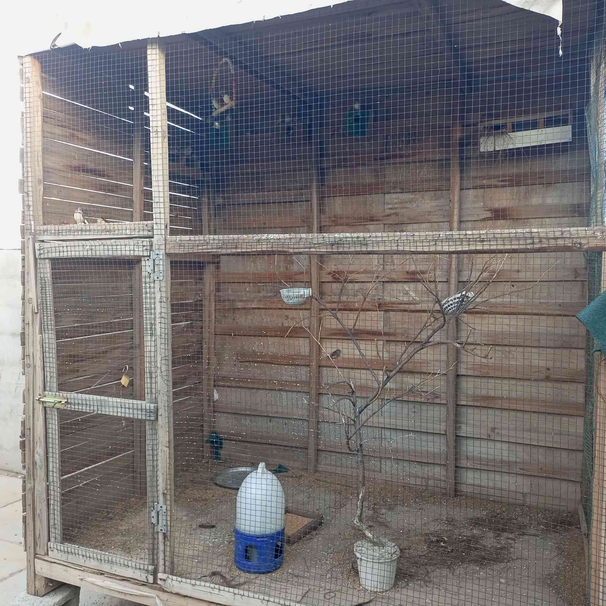 سلام عليكم قفص كبير ارتفاع مترين وطول مترين ونزال متر ونص يررهم لطيور زينه يرهم لحمام يرهم لداجاج يرهم لكلشي سعره 125وبي مجال ملاحضه ((القفص وزنه كلش ثكيل )) قفص درجه اولى من ناحيه القوه الشراي هذه رقمي ***********
