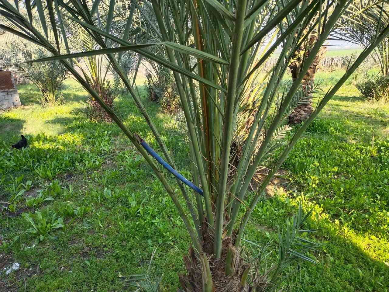 ارض زراعيه6دونم عقد35مجدد حديث عشرة سنوات بيه بيتين مرتبات وبستان الوان العنوان نجف ناحية الحريه استفسار *********** سعر 175 مجال قليل
