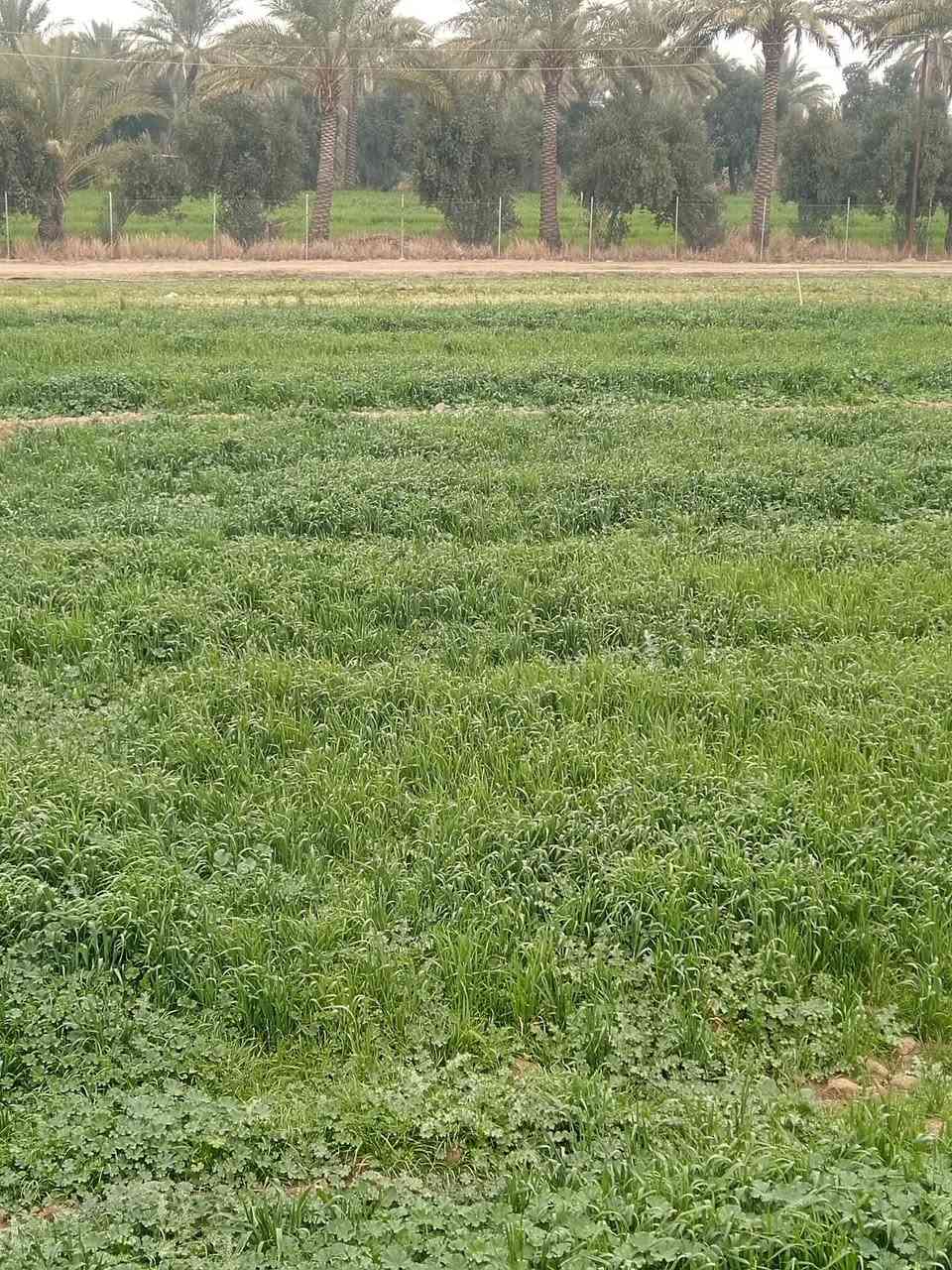 سلام عليكم
متوفر دونم ملك صرف وليس زراعي داخل ابو غريب الشيحه
ومتوفر أيضا دوانم طابو سند ٢٥ ابو غريب
تبعد عن سريع ابو غريب ١٠ دقايق
باسعار مناسبه


**إذا كنت صاحب هذا الإعلان وتريد حذفه لأي سبب، رجاءا أرسل رسالة إلى الدعم الفني**