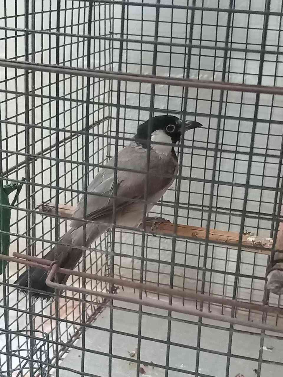 متاح فحل طور جالس عمره سنتين بلبل وكح مايخاف يغرد بل وجه بلبل خشن ومرتب س ع ر ٦٠ بدون قفص وبي مجال *********** /خانقين
