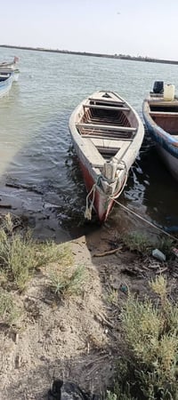 جينكوه • ١٤ ضراع • شط الخور الخويسات