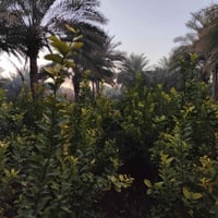 حمضيات • تكي الماني • تين تركي