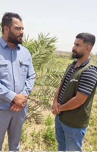 نخيل • فسائل نسيجية • الحلة بابل