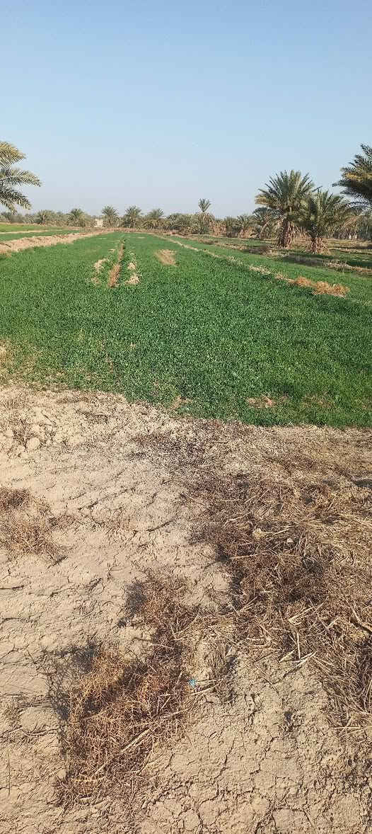 ارض زراعيه للبيع لمخاضره خلف الساده البعاج مشاره وثلث بسم المشتري ماء كهرباء تبليط يبعد ٥٠٠ م عنه ***********
