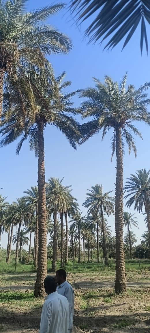 سلام عليكم من رخصت ابو الكروب بستان اللبيع طابو زراعي سند ٢٥ مساحة دونم مسيج بي ارسي خدمات كاملة كهرباء وماء اسألة وماء سقي العنوان طريق السنية جهة زوار الاتصال على الرقم ***********
