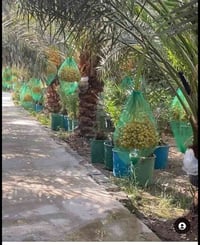 تم وصول   اكياس تغليف عثوق النخيل  ⭕نوعية ممتازة  مصنوع من مادة بولي ا...