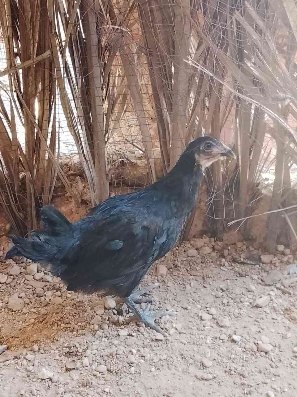 فروجات 2 حلوات وناصحات شرط سعر 10


**إذا كنت صاحب هذا الإعلان وتريد حذفه لأي سبب، رجاءا أرسل رسالة إلى الدعم الفني**