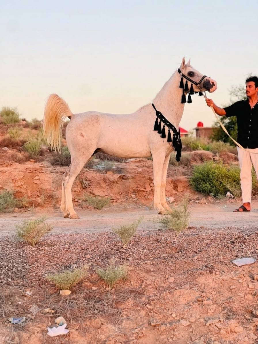 الهم صلي على محمد وآل محمد 
فرس عربيه اللبيع فول مواصفات سالمه من كل عيب ورهه مهره دهمه عمره 4اشهر وامها عمرهه 4سنوات وعشار عليه 3اشهر وين الي يدور الزين ودرجه والئ رسنه من الكحيلات 
خياله راس وشليل المكان بابل منطقه الخميسيه 

***********  واتساب اثير
