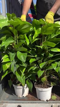 مشتل ابو مهدي • قضاء بلد • شارع الفرات