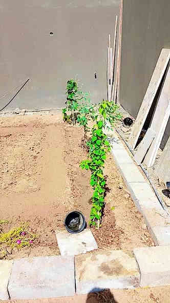 السلام عليكم  اخوان حراثة حدائق وترتيب وزراعة الثيل ***********بي واتساب مكاني بني منصور
