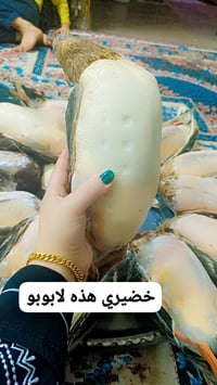 خضيري خشن صيد دوشه منضف زوج ب65 توصيل الفين   07727909918