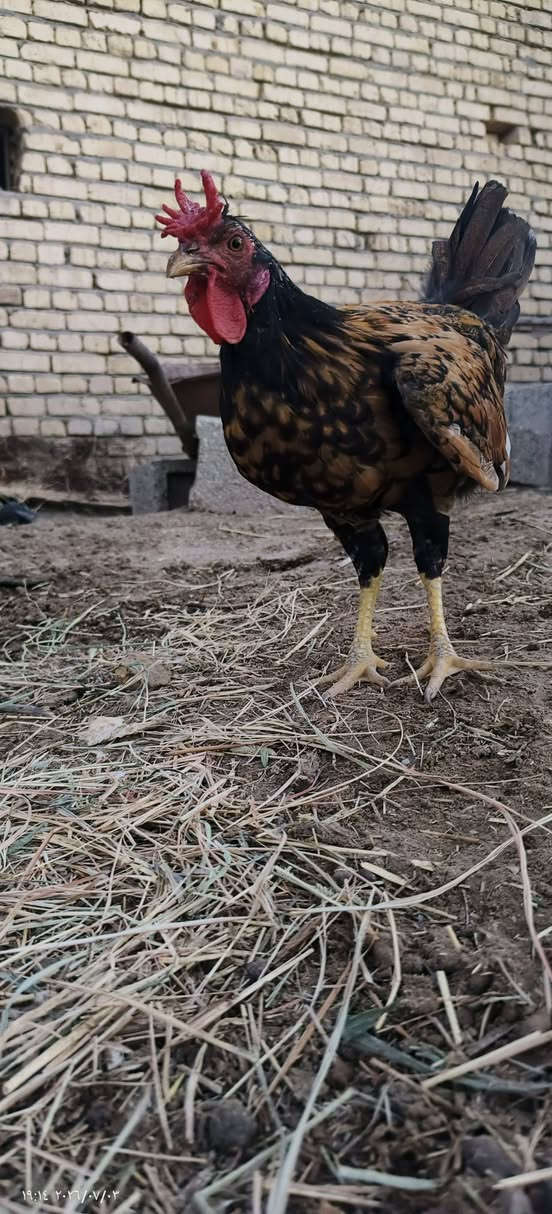 ديج عرب افرك شرط الصحة ملقح لقاح زيتي السماوة _ الجربوعية الأولى السعر ١٥


**إذا كنت صاحب هذا الإعلان وتريد حذفه لأي سبب، رجاءا أرسل رسالة إلى الدعم الفني**