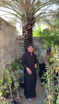 شتلات نبك • نوعيات نادرة • قرية الحديد