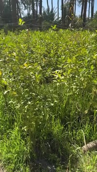 قنبلة الرارنج • ١-١٫٥م • بابل