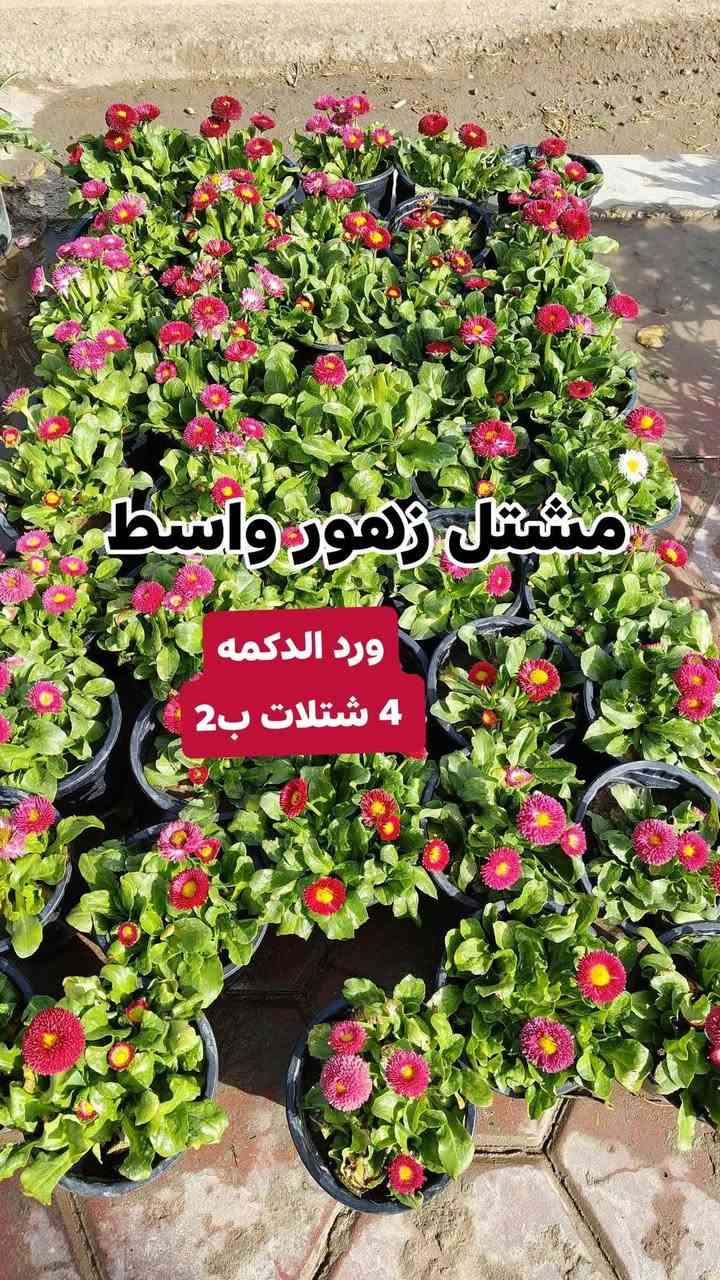 عروض يوم الجمعه مستمرين وياكم بالعروض 3 شتلات بسعر 5000 دينار واكو 4شتلات ب 2000 دينار
مشتل زهور واسط 🌸
📍 العنوان: الكوت - فلكة الحاوي - شارع مجمع دمشق الطبي.
🚚 خدمة التوصيل: متوفرة داخل مدينة الكوت فقط.*********** واتساب 
نستقبلكم بكل حب لتزيين منازلكم بأجمل أنواع الزهور والنباتات.
يفتح المشتل طيله ايام الاسبوع من الساعه 7:00 صباحا والى الساعه 11:00 ليلأ
