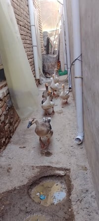 بطوط • ٧ • شرط الصحة