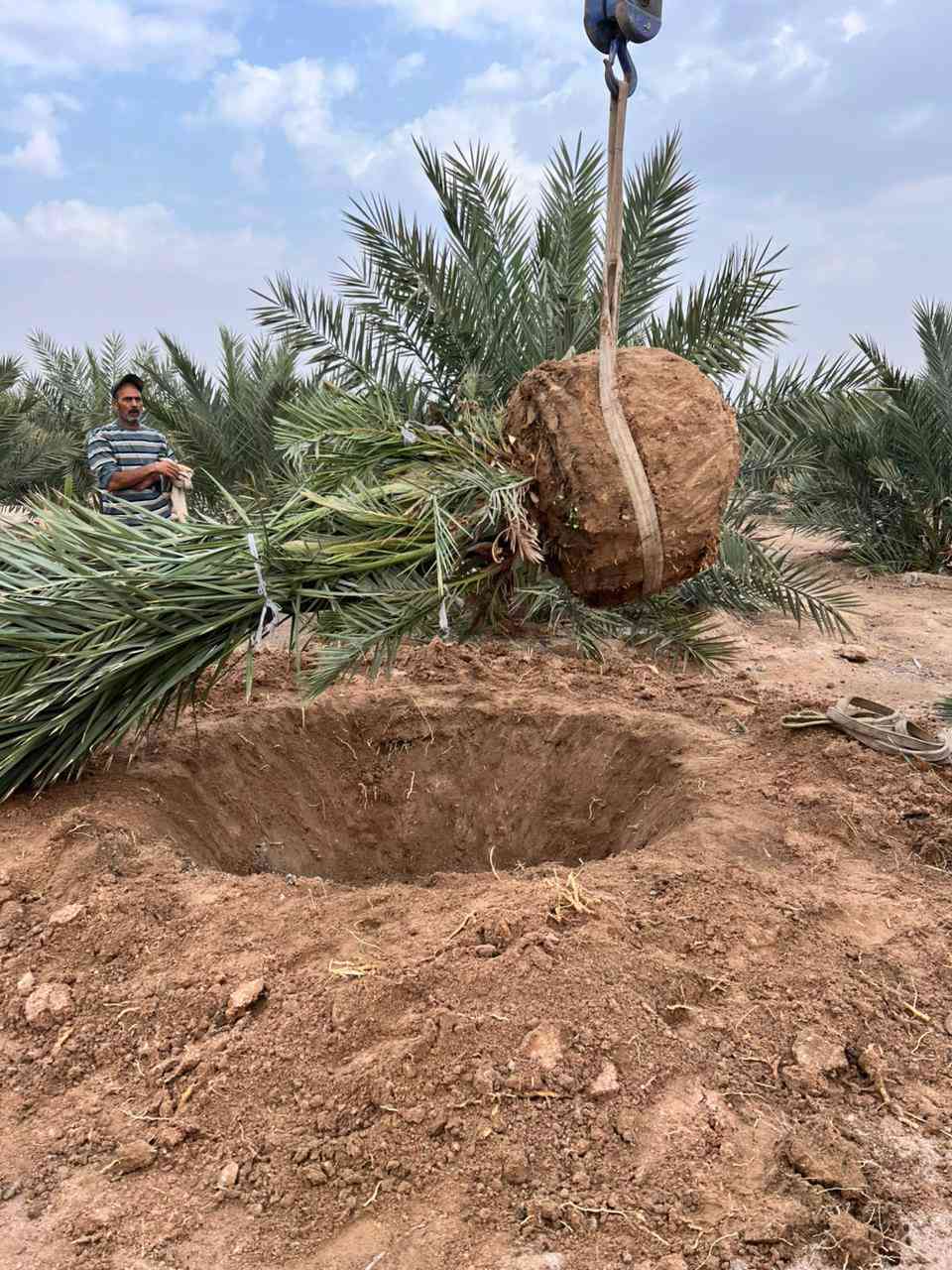 تحياتي للجميع أخوكم رضا الراشد تتوفر اميات مجهول لكعيدي هنا وفسائلهن عنواني بصره ابو الخصيب ***********
