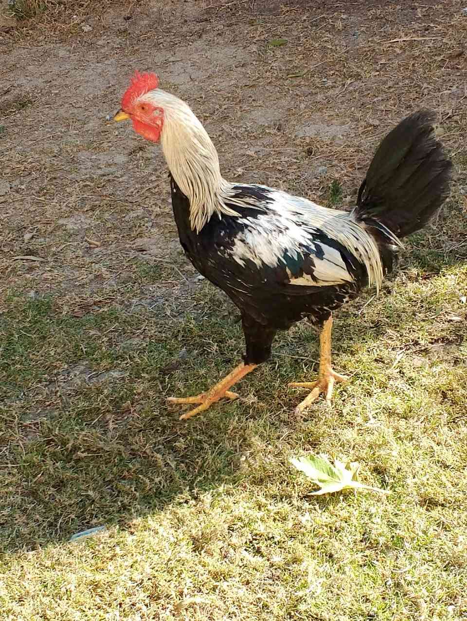 للبيع دجاج عرب ديوجه ودجاج مكاني نهايه الخالصه بلمصريين رقمي ***********
