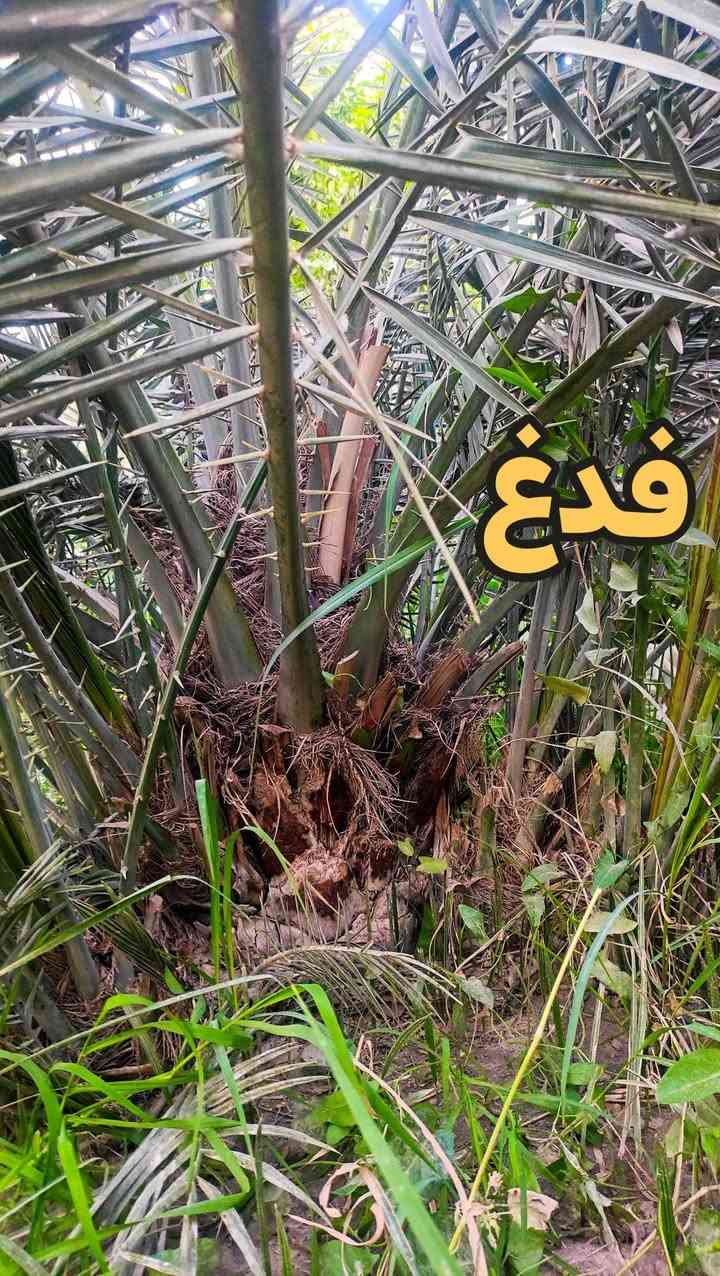 فسائل فدغ ونجدي للبيع
السلام عليكم 

فسائل فدغ عدد 7 مجذرات بالأرض تحت الام
سعر الفسيلة: 100 الف 

فسائل نجدي عدد 10 
سعر الفسيلة : 75 الف 

((القلاع على المشتري))

العنوان: الكوفة-شارع المعمل-قرب سايدين المطار الجديد

للاستفسار : ***********
