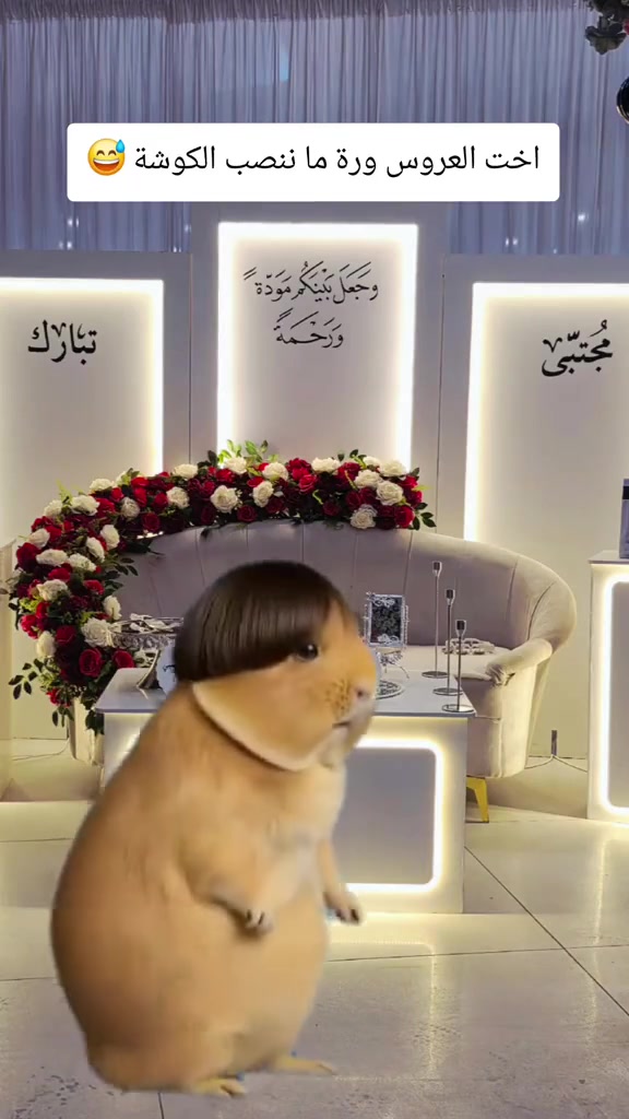 ذي قار رفاعي حي الامير شارع ٣٠
قرب اسواق اوركيد***********
