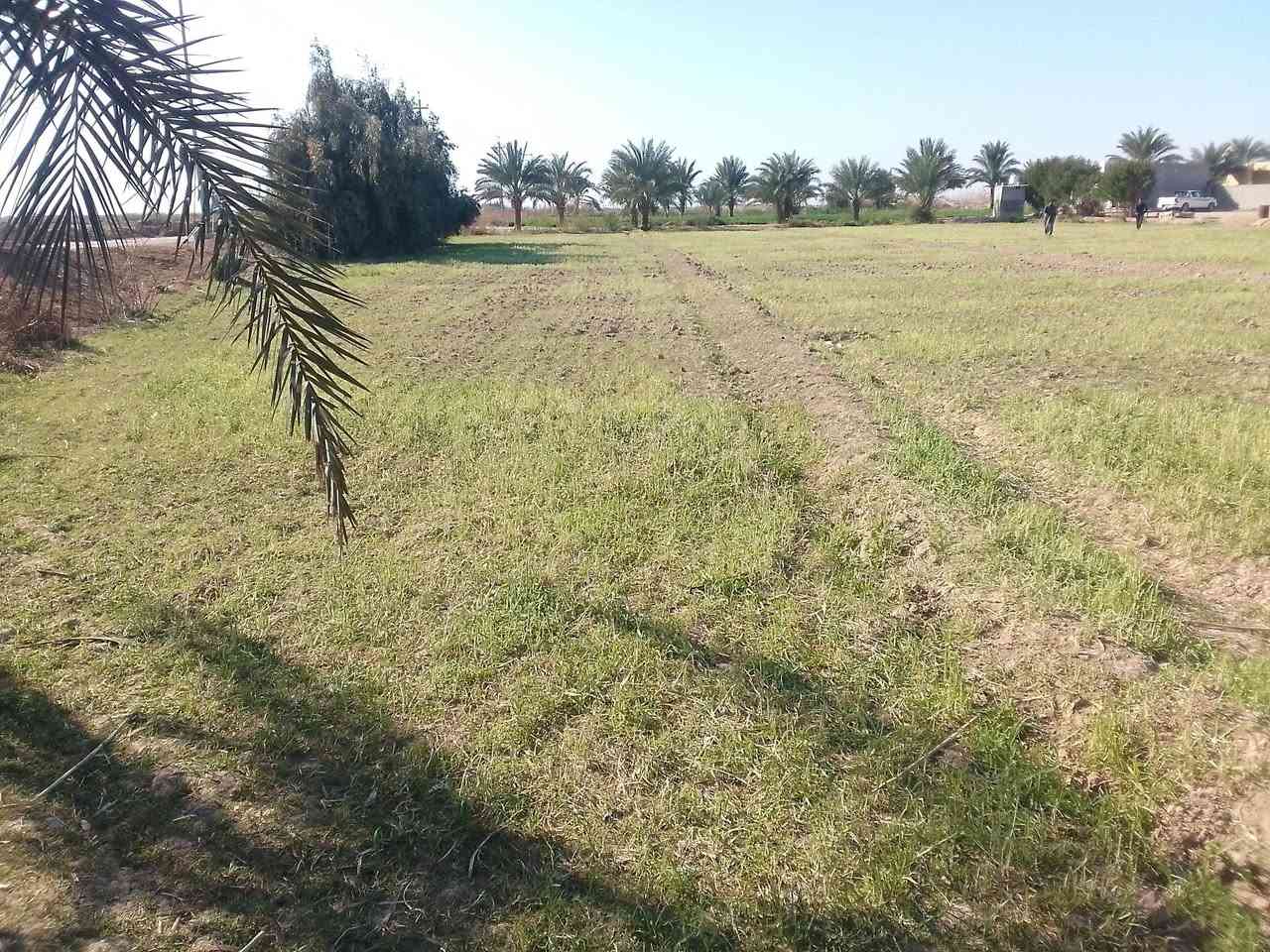 السلام عليكم 12دونم للبيع محافضت واسط النعمانيه يوجد بيه اربع بيوت و رساله مياه يتواجد المياه شتاء صيف شارع سبيس وتوفر بها محوله امكلف بل النشر للستفسار التصال علا الرقام التاليه ///***********///‏‪***********‬‏📞📞
