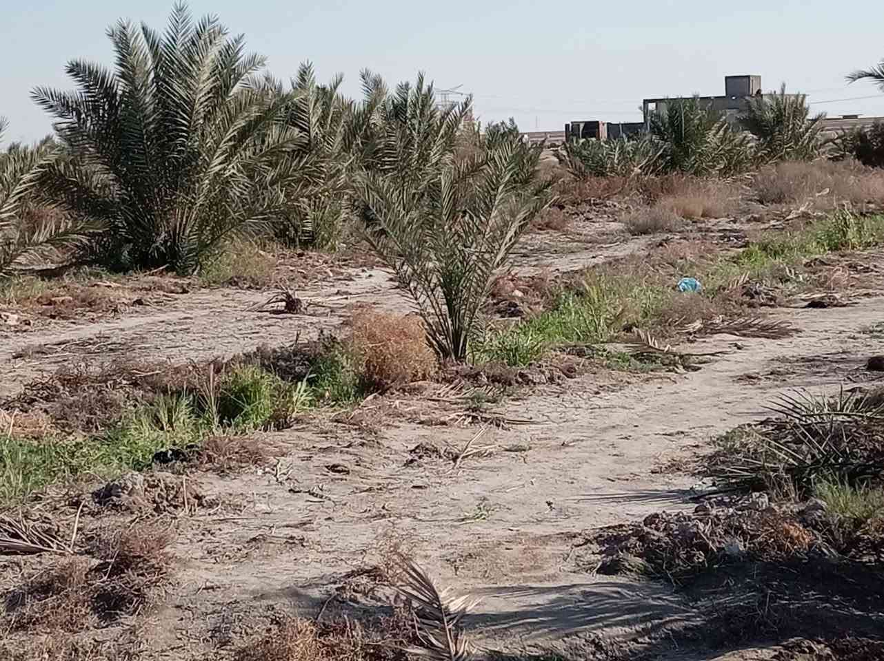 البيع 2 ابيوت واحد جاهز السكن وثاني عوزه تشطيب بستان اكثر من ٨٠ نخله ماي اساله من بربوتي وبيه بير ارتوازي وكهربا منطقه ال كواكه قرب محطه وقود ⛽ الحمداوي تبعد عن الشارع العام 400 متر خدمات تمام  مساحه الارض 2 دونم ***********
