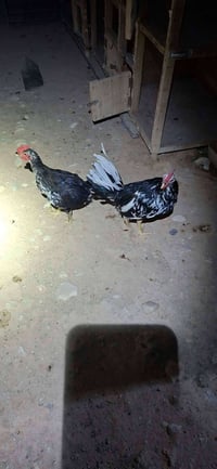 ديوك • ديوك للبيع • طيور • ديوك ورد • ديوك باكله • ديك