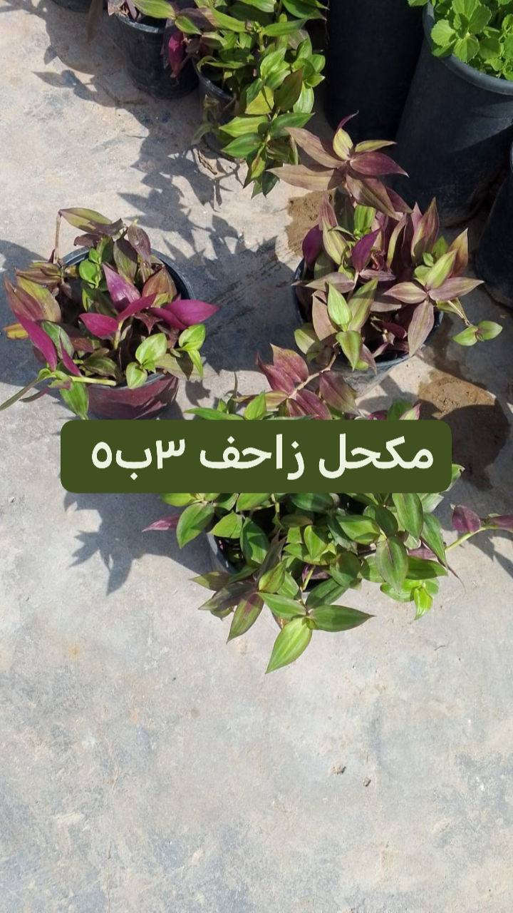 نباتات خارجيه للبيع يوجد توصيل داخل بغداد بعض المناطق توصيل 5 ♥️🌿🚘🚘🚘🌿🚘🌿🌿🌿🌿🌿🌿🌿🚘🚘🚘🚘🚘🚘


**إذا كنت صاحب هذا الإعلان وتريد حذفه لأي سبب، رجاءا أرسل رسالة إلى الدعم الفني**