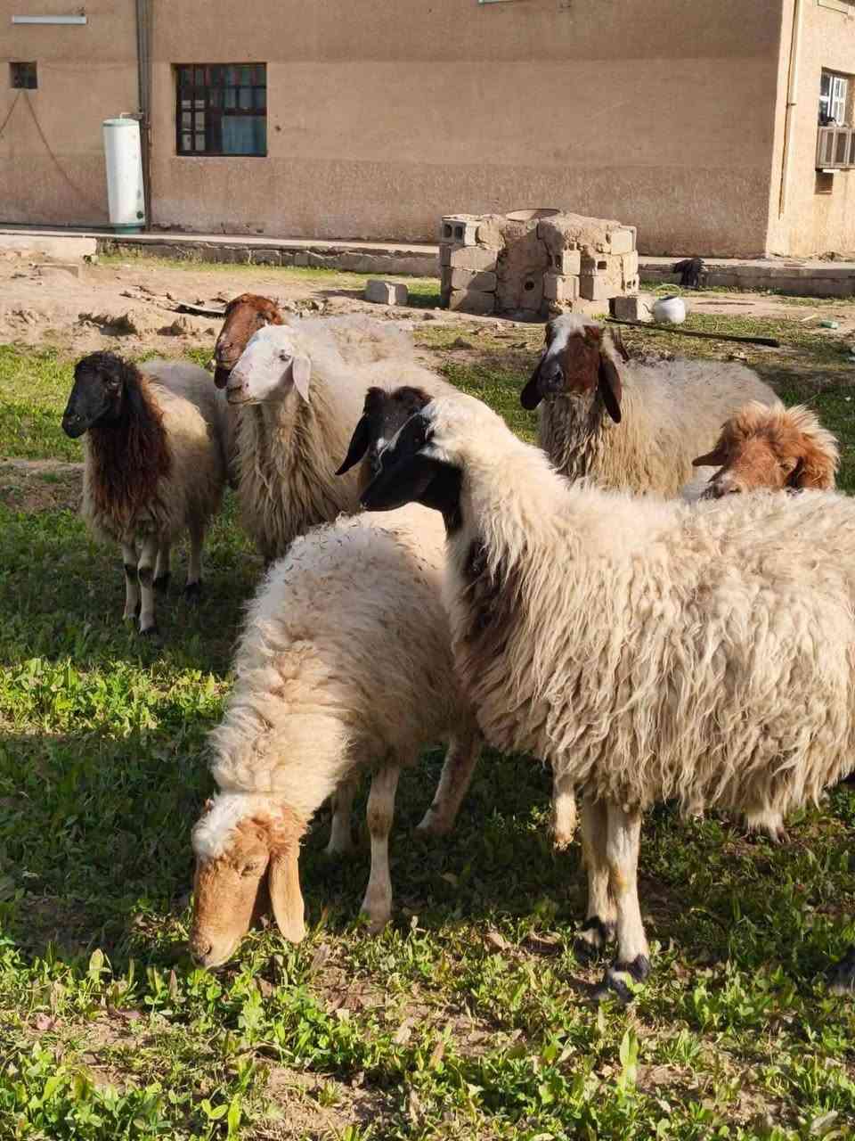 سلام عليكم غنم ١٢ راس هن وصخلتهن
١١ راس غنم مضاريع بناتها مبينه وصخلة مطفل وراها فحل خشنات
غنم حلوة و خشنة مال جناي
سعر الزوج ٤٠٠ الف

توصيل ماكو 

للاستفسار الإتصال على الارقام 
***********
***********
