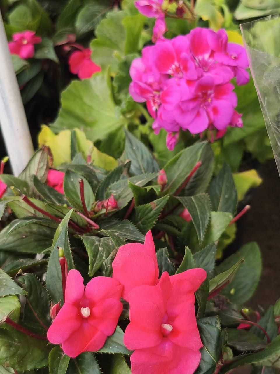 اللهم صلي على محمد وال محمد ❤️
على بركة الله وصلتنا نباتات الداخليه 
والخارجية 
العنوان شهربان حي العصري مجاور مستشفى العام


**إذا كنت صاحب هذا الإعلان وتريد حذفه لأي سبب، رجاءا أرسل رسالة إلى الدعم الفني**