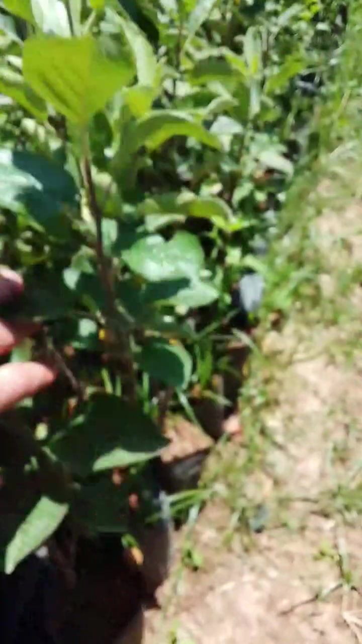 متوفير التفاح الكانزي و الموادم سلع الله يبارك المهتم يتصل 0784593705


**إذا كنت صاحب هذا الإعلان وتريد حذفه لأي سبب، رجاءا أرسل رسالة إلى الدعم الفني**