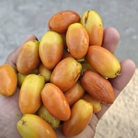 الي يريد اقلام نبك عرموطي بدون نوه راقي جدا جدا يراسلني واتساب ويدلل ت...