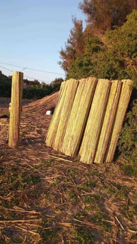 بامبو • المحمودية • بابل