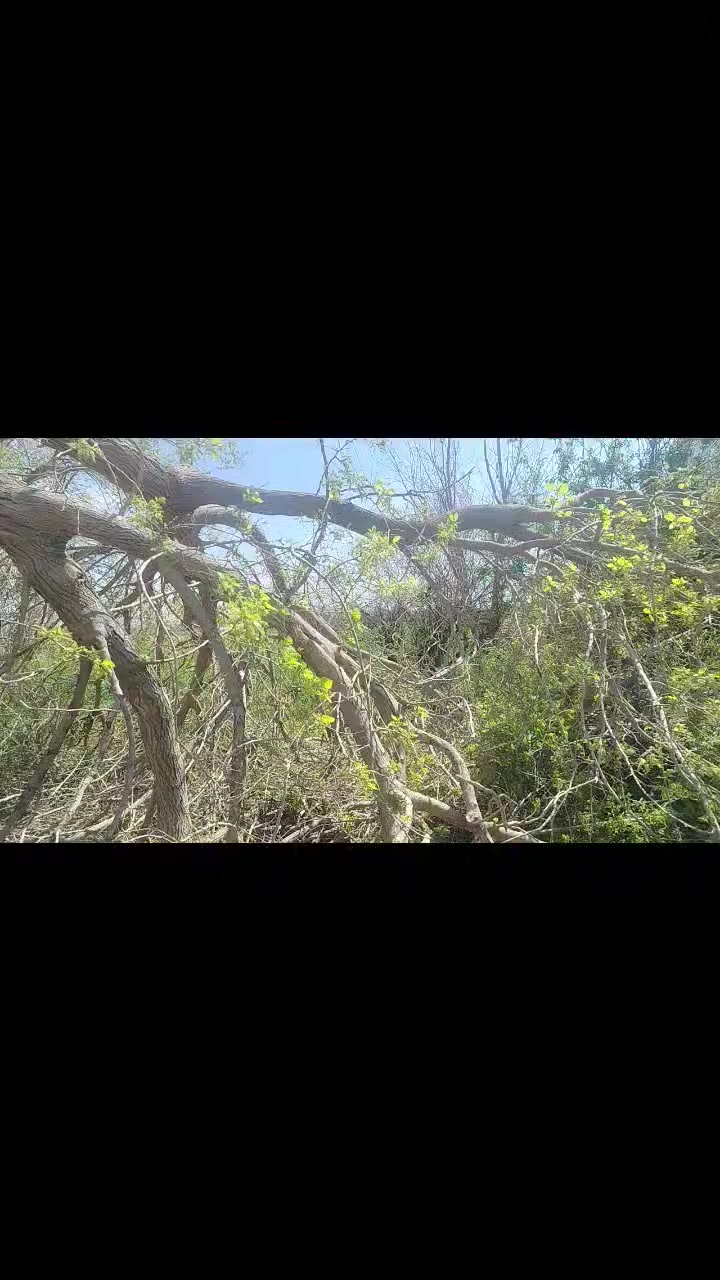 حطب تكي للبيع
الزاب الصباغيه 
ابراهيم ***********
