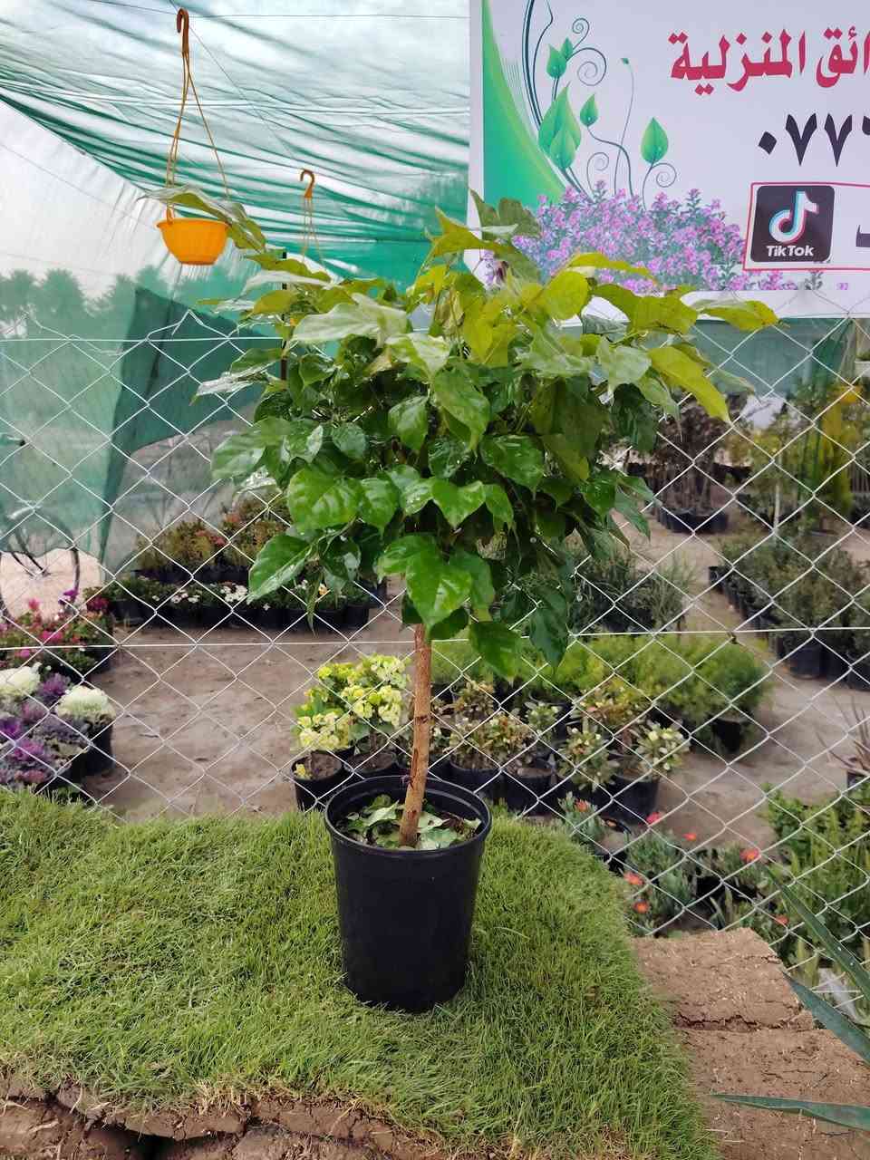 السلام عليكم
عرض اليوم
نبات مورايا نبات داخلي
القطعه اب 8000الاف 
توصيل موجود للمناطق القريبه
الموقع /قضاء الخالص _ناحيه هبهب _عرب شوكه قرب مندي ماجد

واتس او للاتصال
***********
