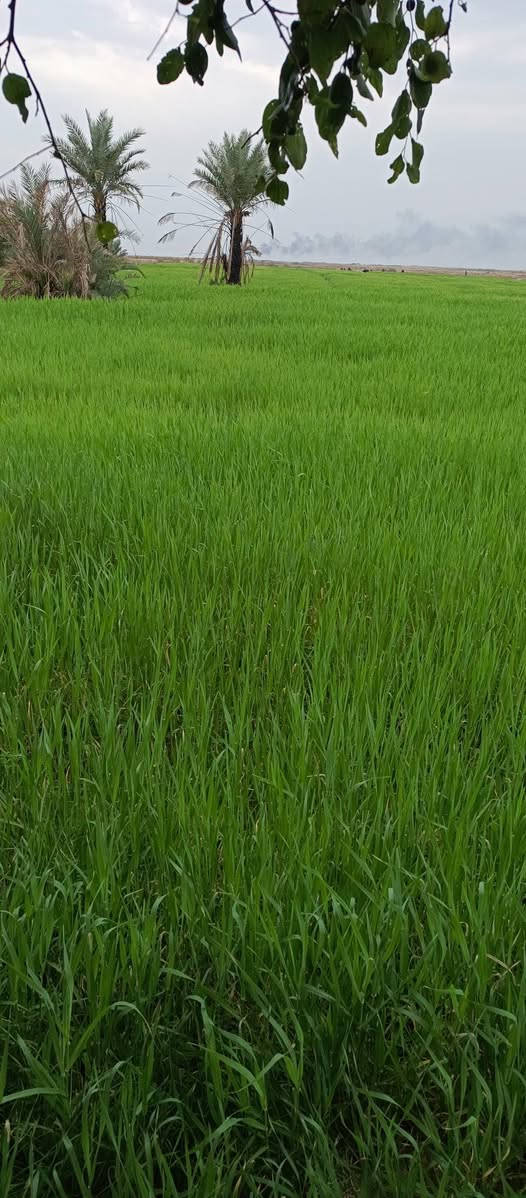 للبيع أرض زراعية طابو (16 دونم)
ميسان - گصيبة الثانية /قرب المستوصف الصحي 

للاستفسار الإتصال: ***********
