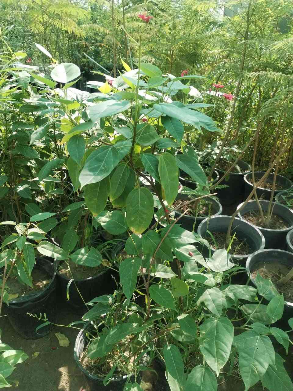 يالله يارزاق المشتل الصغير يتوفر لدينا نباتات داخليه وخارجيه للحجز والاستفسار ***********توصيل داخل البصره
