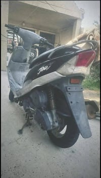 ماكس منغولي • نقص بسيط • كورك