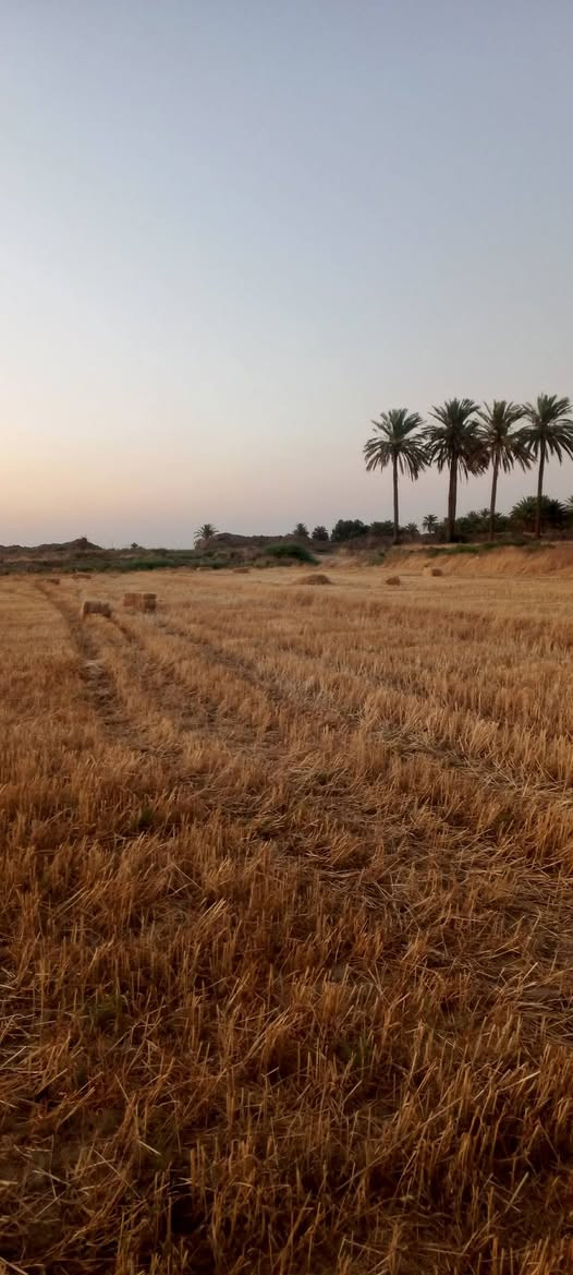 السلام عليكم 80دونم للايجار في بابل الحمزه الغربي منطقة الخميسيه الاستفسار ***********
