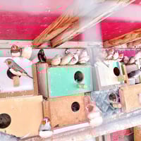 تكريت القادسيه • ٤٠ فنجس • دبدوب كبار