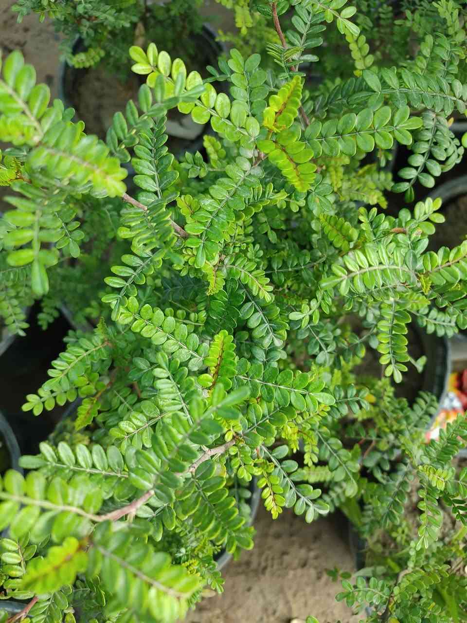 طريق الساده الإخوان قرب بيت سيد راجوج مشتل ماجد الزراعي


**إذا كنت صاحب هذا الإعلان وتريد حذفه لأي سبب، رجاءا أرسل رسالة إلى الدعم الفني**