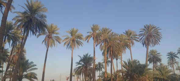 ١٨ دونم طابوا زاعي كربلاء الخيرات سند منفرد باسم شخص واحد سعر الدونم ٢٧ بيه مجال قليل ينباعن شلعه وحده ***********
