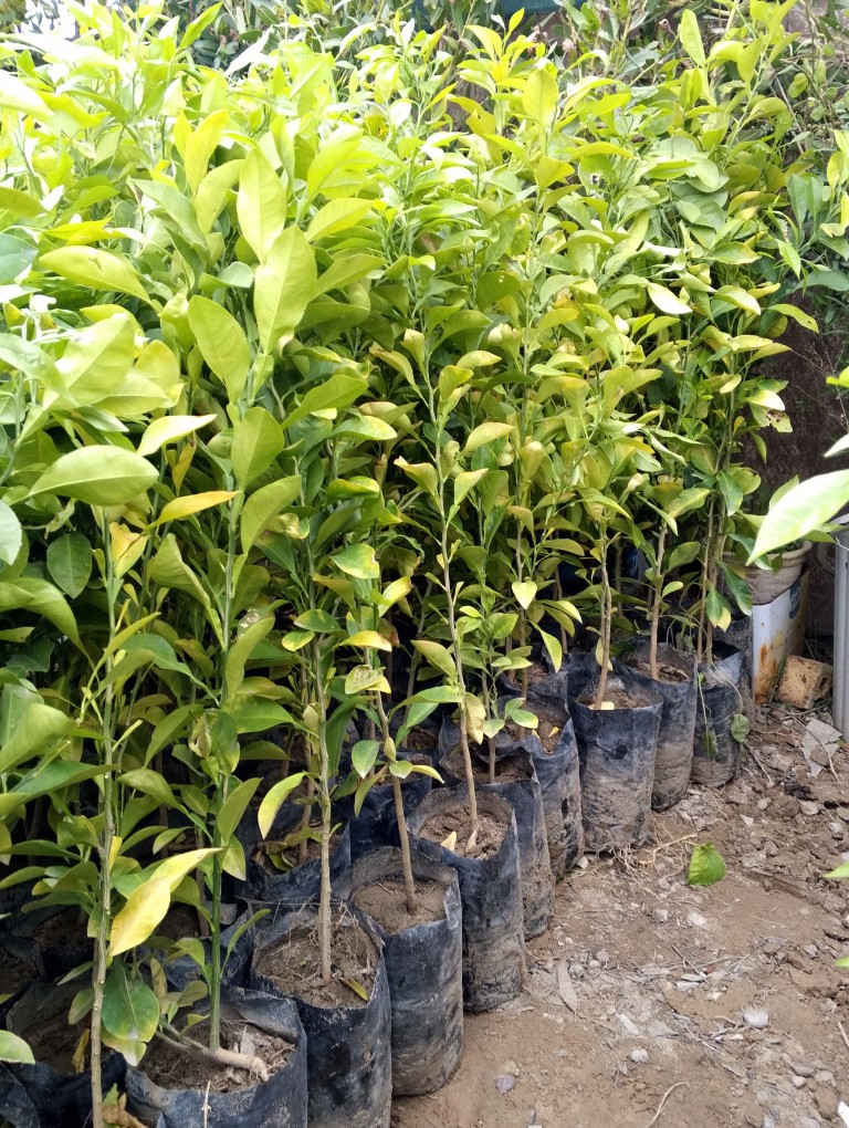 ⛔1000الف دينار⛔
🍊 عروض مشتل الربيع- شتلات نارنج مميزة! 🍊
زبائننا الكرام في ديالى الحبيبة، نود إعلامكم بتوفر وجبة جديدة من شتلات النارنج بمواصفات رائعة وأسعار لا تُنافس!
📏 الارتفاع: متر واحد وأكثر.
🌱 الجودة: شتلات قوية ومثالية للزراعة في هذا الموسم.
💰 السعر: 1,000 دينار فقط للشتلة الواحدة!
📦 الكمية: متوفرة بكميات كبيرة 🔺جمله-مفرد🔺
📍 العنوان: بعقوبة - تقاطع الإمام عبدالله بن علي (ع).
سارعوا بالزيارة لاقتناء أفضل الشتلات قبل نفاذ الكمية!


**إذا كنت صاحب هذا الإعلان وتريد حذفه لأي سبب، رجاءا أرسل رسالة إلى الدعم الفني**