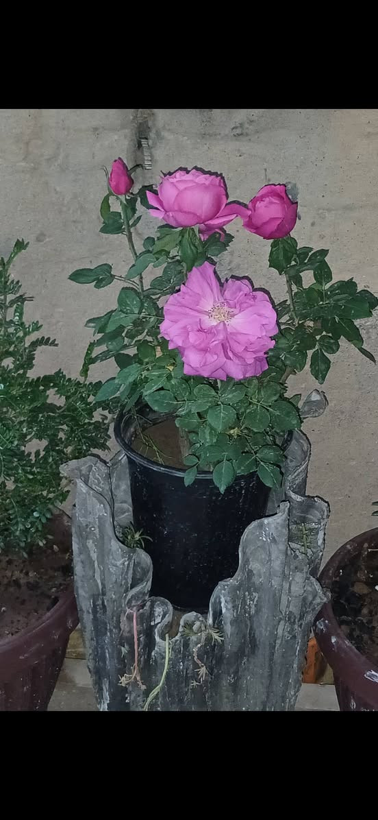 متوفر شتلات ورد وسنادين اعمال فنيه جاهزات وفواكه سعر ٥ الاف كاملات ‎0789 269 1110 بي واتس اب
