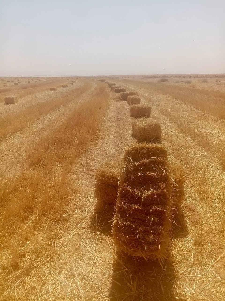 تبن للبيع بابل محاويل‏‪***********‬‏
