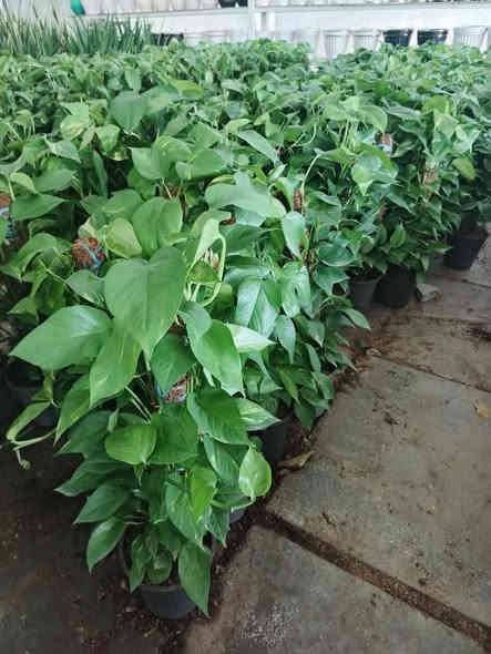 صور نباتات💕 تركيه ♥️من داخل #مشتل_النورين متوفر كميات كبيره وبأسعار مناسبه💞 
 عنوانه #شارع_الغطاس_خلف_المجمع_السوري 
 كذالك تتوفر خدمه توصيل داخل الصويرة فقط 
-----***********📞
📱
-----***********📞
