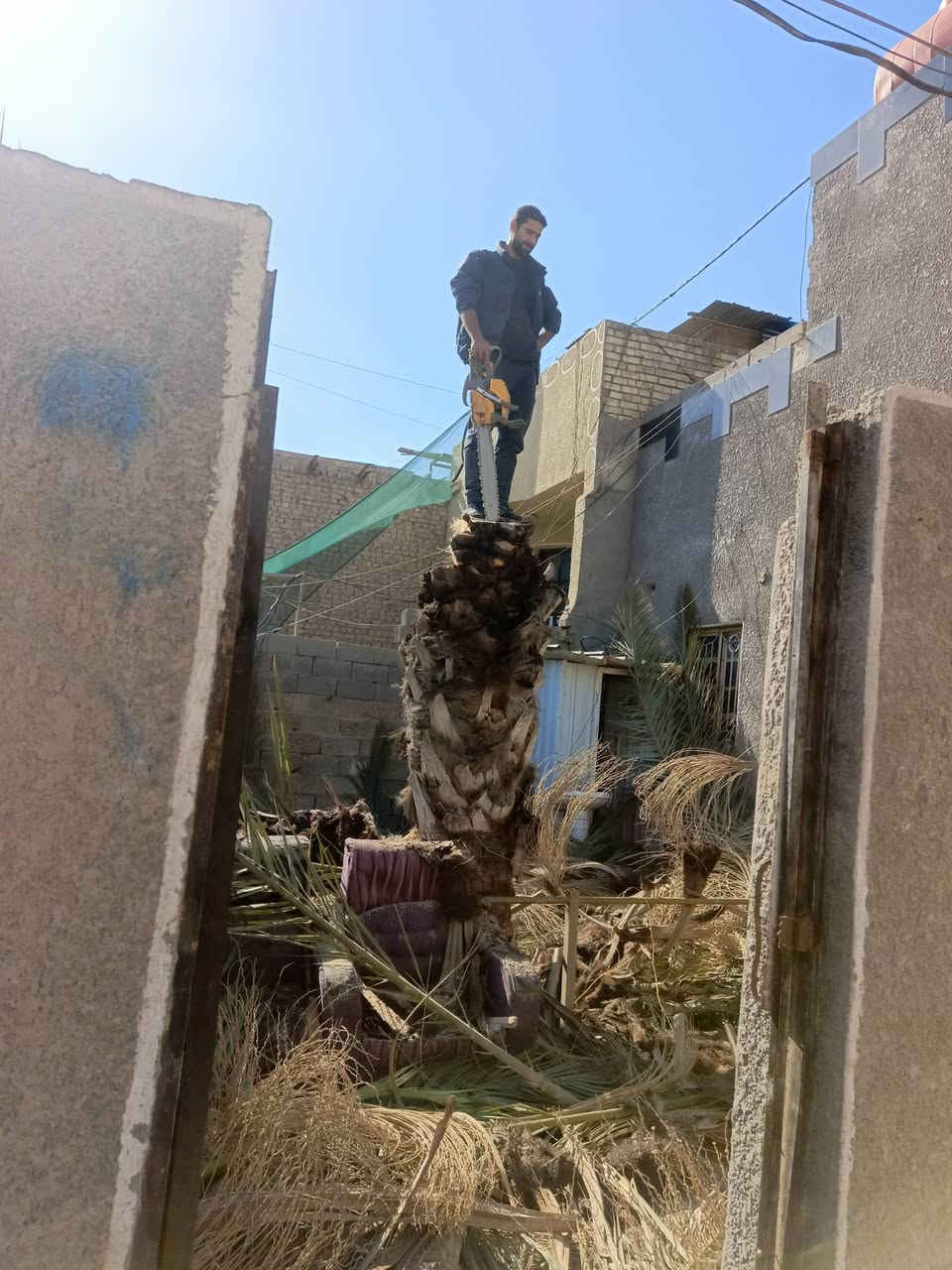 السلام عليكم  تكريب نخل وقطع الاشجار والنخيل العالقة في الكهرباء ***********
