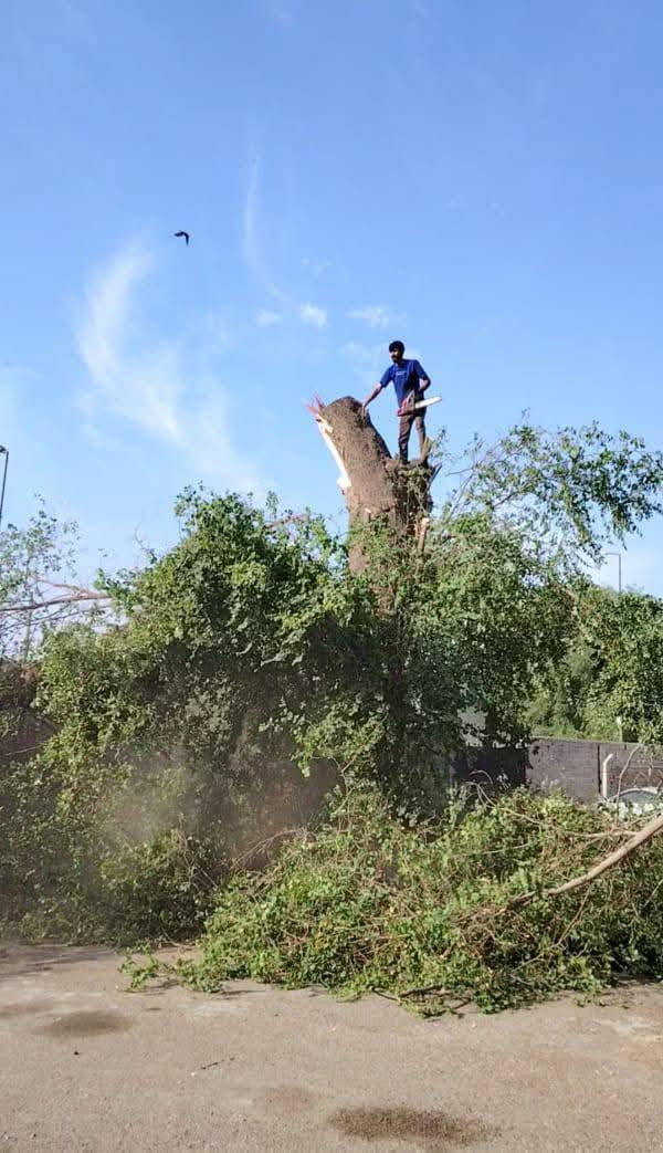 قطع الأشجار مجاني*********** وتساب عل رقم الهاتف
