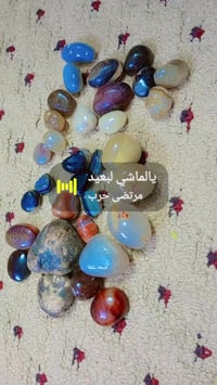 حي الغدير • ١٧ زوج • نثيه وفحل