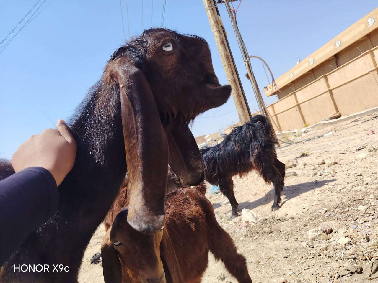 بسم الله تبارك الرحمن 
وين ليدور أصايل جذعه شاميه سوريه أول بطن شرط وراه جدي سوري خشانه حلو حاله زين كامله مواصفات الجنيه مال بيت حلوه ومعالفه فول مواصفات جمه عيون بيض اذان طوال زوادات ماشالله عليه سعر خاص اوتصال ع رقم مكان الانبار حديثه *********** وبي واتساب وحياكم الله
